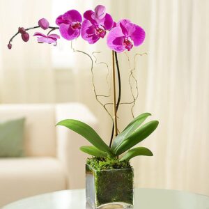 Phalaenopsis orchid with white blooms in a glass vase - Dubai floral delivery